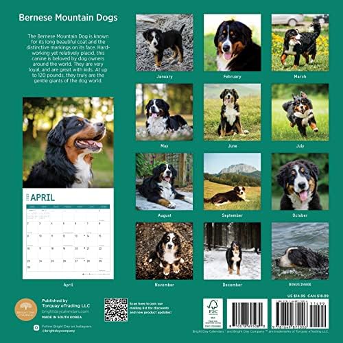 2023. Zidni kalendar Bernese Mountain Dog